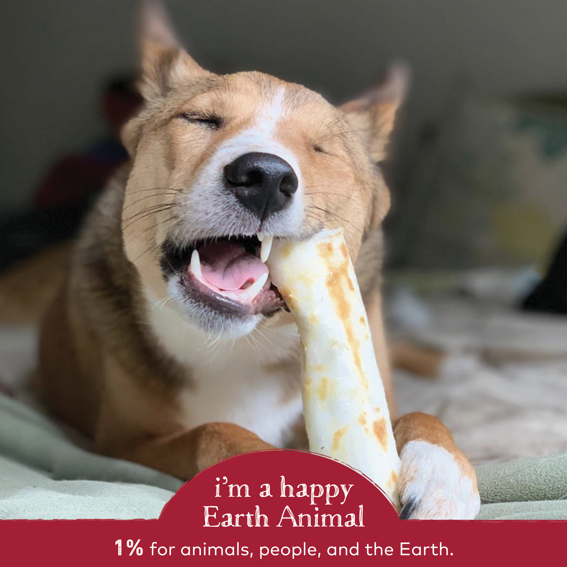 slide 2 of 4, Earth Animal No-Hide Grass-Fed Beef Medium Natural Rawhide Alternative Dog Chew, 1 Count, 1 ct