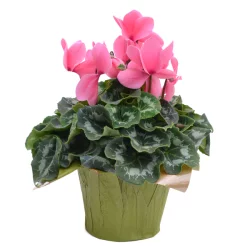 Bachman's Cyclamen Blooming Plant, 6 Inch
