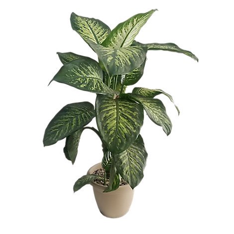 slide 1 of 1, 2.0 Gal Premium Foliage - Ea, 2 gal