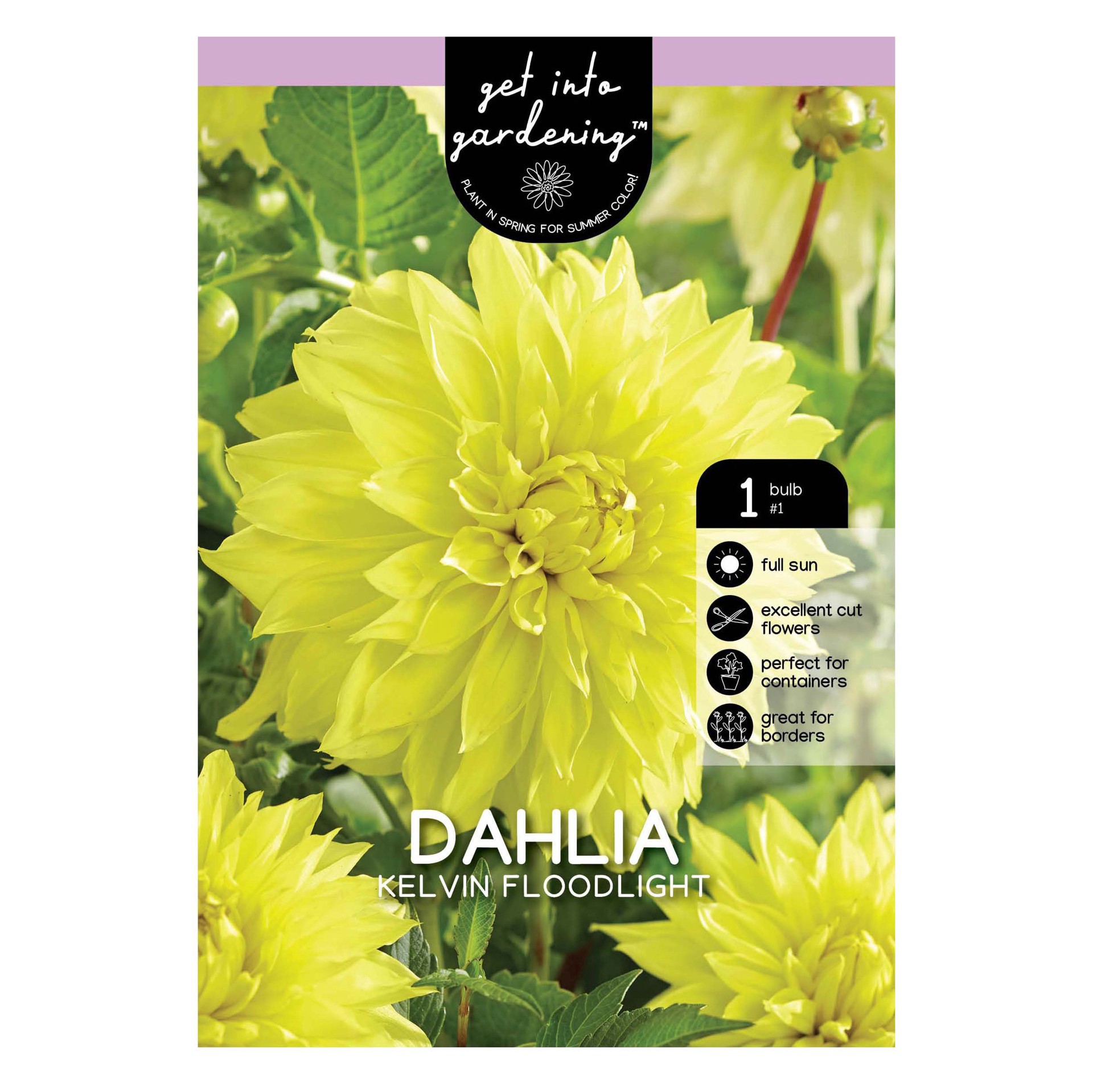slide 1 of 1, Dahlia Kelvin Floodlight, 1 ct