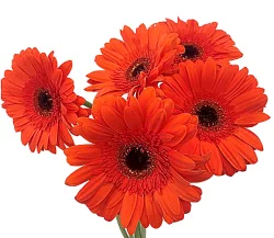 California Dreaming Bouquet
