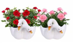 Rocket Farms Mini Rose Garden in Mother Swan Ceramic - 1 ct