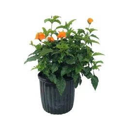 Greenleaf Nursery Orange Marmalade Crossandra