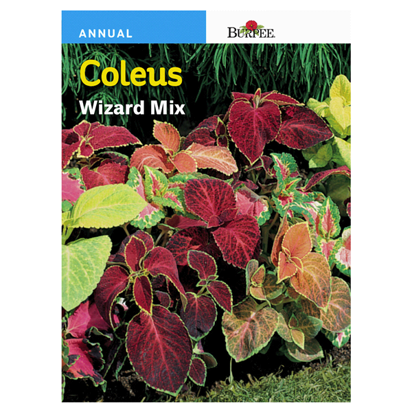 slide 1 of 1, Burpee Coleus Wizard Mix Seeds, 1 ct