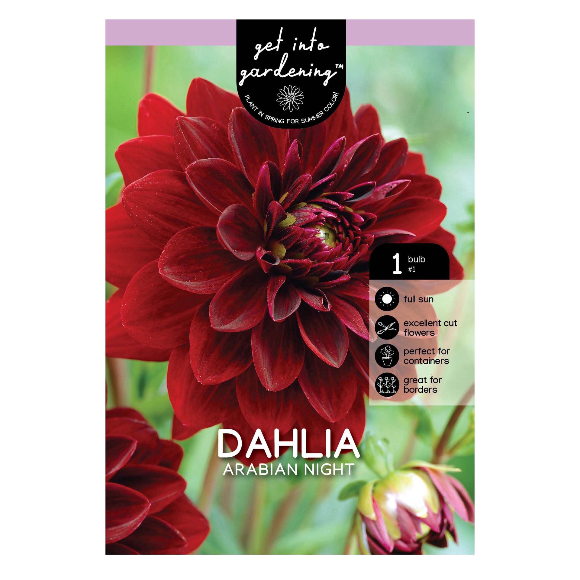 slide 1 of 1, Dahlia Arabian Night, 1 ct