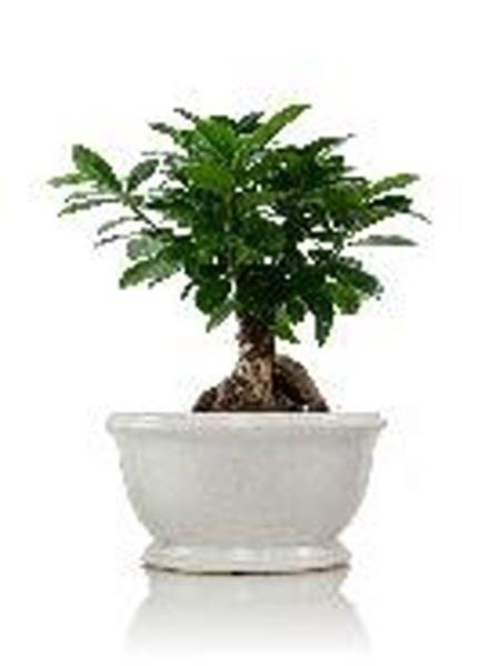 slide 1 of 1, Bonsai 6 Inch - Each, 6 in